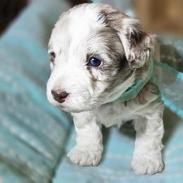 Merle male - Red male Corgipoo puppy in Junction, Utah from Sugar Doodles