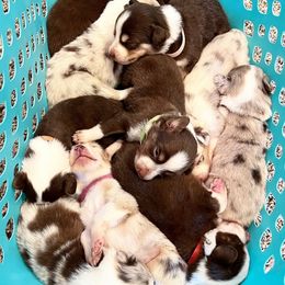 Miniature Australian Shepherd Puppies from Clover Bar Kennels