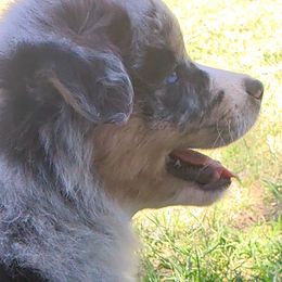 Australian Shepherd Puppies from Winsome Aussies