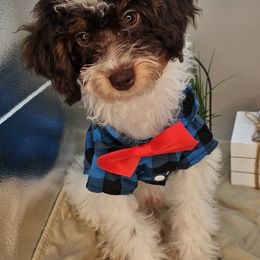 Captain - Tri-color male Bernedoodle puppy in Decatur, Tennessee from Diamond's Doodles