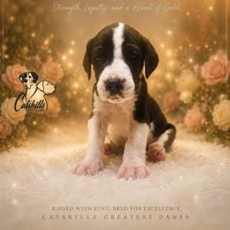 Frankie - Mantle male Great Dane puppy in Liberty, New York from Catskills Greatest Danes