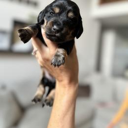 Dachshund Puppies from Doxie View Acres