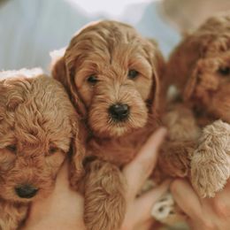 Goldendoodles, Labradoodles, and Poodles from Cuddles and Curls - NC Doodles
