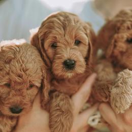 Goldendoodles, Labradoodles, and Poodles from Cuddles and Curls - NC Doodles