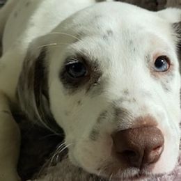 Dalmatians from Lemon Dalmations