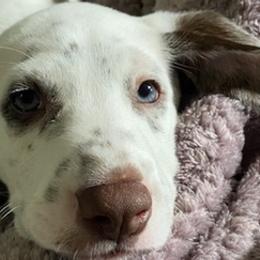 Dalmatians from Lemon Dalmations