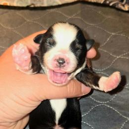 Miss Clover - Black tri female Toy Australian Shepherd puppy in Dolan Springs, Arizona from High Desert Companions