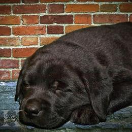 Labrador Retriever Puppies from Debbie Wing