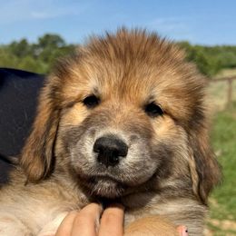 Ulysses- grey - Tan male Colorado Mountain Dog puppy in Cotopaxi, Colorado from Once Upon A Moose (OUM)