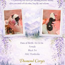 Wisteria - Black and tan female Pembroke Welsh Corgi puppy in Plains, Montana from Diamond Corgis
