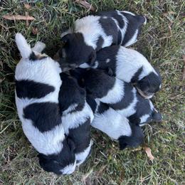 Wire Fox Terrier puppies from Lyndon Meadow Farm