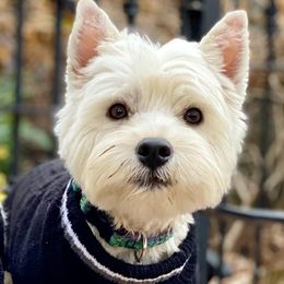 West Highland White Terrier All Grown Up from Dixieland Westies