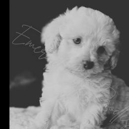 Poodles from Emerald City Poodles & Doodles