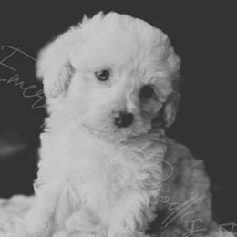 Poodles from Emerald City Poodles & Doodles