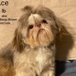 Ace - Shih Tzu