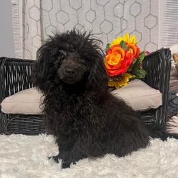 AKC Mona - Black female Poodle puppy in Elgin, South Carolina from Silver Bells Paw Prints