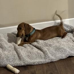 Marlee - Dachshund