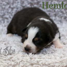Australian Shepherd, Miniature American Shepherd, Miniature Australian Shepherd, and Toy Australian Shepherd Puppies from Painted Blue Aussies