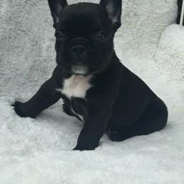 Simba - Black male French Bulldog puppy in Ronks, Pennsylvania from Bleu Rock French Bulldogs
