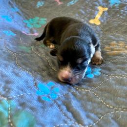 Bitty Pumpkin - Black and cream female Dachshund puppy in Wolf Lake, Indiana from Canisteo Dachshunds