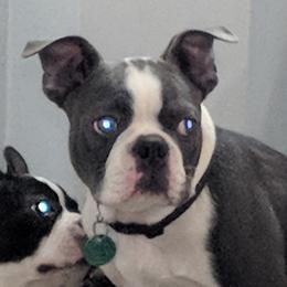 Boston Terriers, Doberman Pinschers, and French Bulldogs from Ohio French Bulldogs