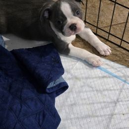 Boston Terrier Puppies from Aronow pups