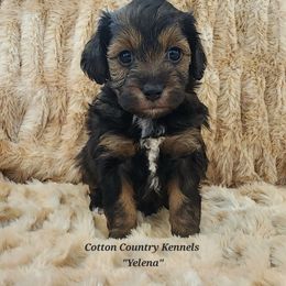 Yelena - Sable female Aussiedoodle puppy in Vinemont, Alabama from Cotton Country Kennels