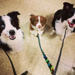 Border Collie Puppies from Beloved Border Collies