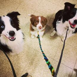 Border Collie Puppies from Beloved Border Collies