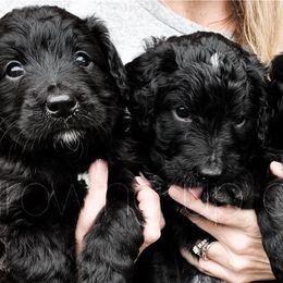 Bernedoodles and Goldendoodles from Growing Up Doodles