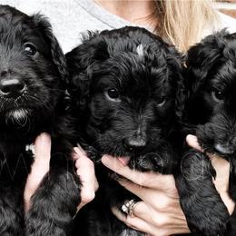 Bernedoodles and Goldendoodles from Growing Up Doodles
