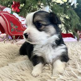Pembroke Welsh Corgi Puppies from Trotter Hill Farms