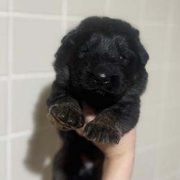 Orange - Black and red male German Shepherd puppy in Pickens, South Carolina from Von Maqqedah Haus German Shepherds
