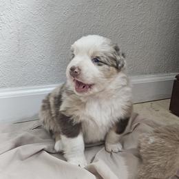 Merle Girl 2 - Red merle female Australian Shepherd puppy in Wauneta, Nebraska from 4H Aussies