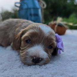 Willow - Red female Cavapoo puppy in Hopkins, Missouri from Mowry Creek Mini Aussiedoodles and More