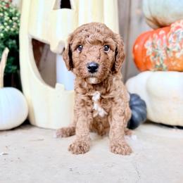 Boy 3 - Red  male Goldendoodle puppy in Philadelphia, Mississippi from Oakie Doodles
