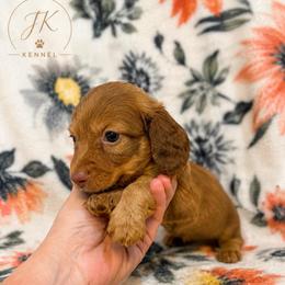Copper - Chocolate and tan male Dachshund puppy in Hope, Arkansas from JK Kennel