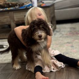 Boy 3 - Chocolate Tri - Tri-color male Bernedoodle puppy in Austin, Texas from Central Texas Doodles