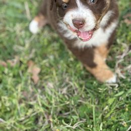 Australian Shepherd Puppies from Wigglin K Aussies