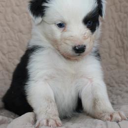 Muncho - Black tri-color female Australian Shepherd puppy in Laurel, Mississippi from Reeves Australian Shepherds