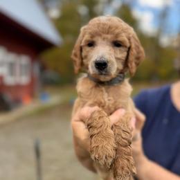 Butterfinger - Apricot female Poodle puppy in St. Johnsbury, Vermont from Poodles of the Northern Woods