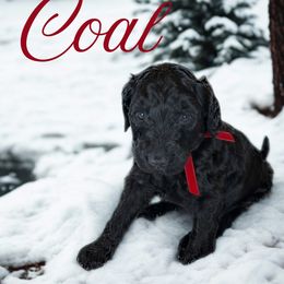 Coal - Black male Bernedoodle puppy in Greenville, South Carolina from Halo BerneDo