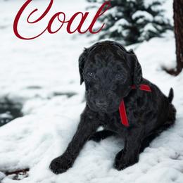 Coal - Black male Bernedoodle puppy in Greenville, South Carolina from Halo BerneDo