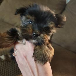 Peanut - Black and gold female Yorkshire Terrier puppy in Maiden, North Carolina from Valkyrie Elite Yorkies of NC