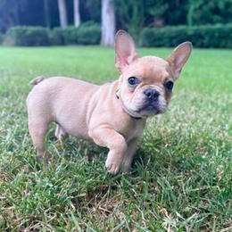 Miss Daisy - Fawn female French Bulldog puppy in Tampa, Florida from Tampa Bay Frenchies LLC