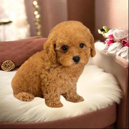Little Precious Genevieve - Apricot female Poodle puppy in Davie, Florida from Dave Poodles