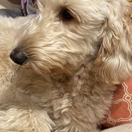 Goldendoodles from AR Diamond Doodles