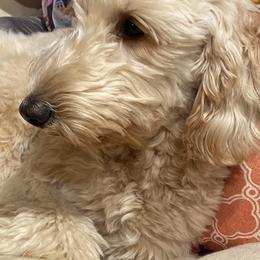 Goldendoodles from AR Diamond Doodles