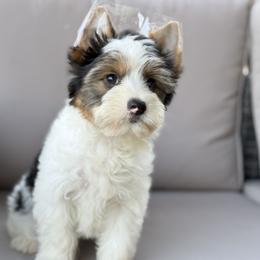 Chase 1,500 - Parti male Yorkshire Terrier puppy in Hardin, Texas from Katrinas puppies