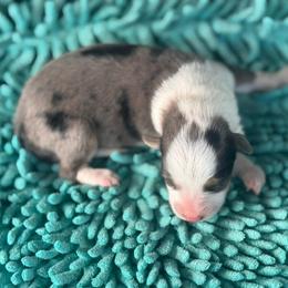 Girl 1 - Black and tan female Corgipoo puppy in Junction, Utah from Sugar Doodles